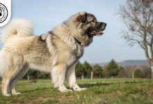 caucasian shepherd dog