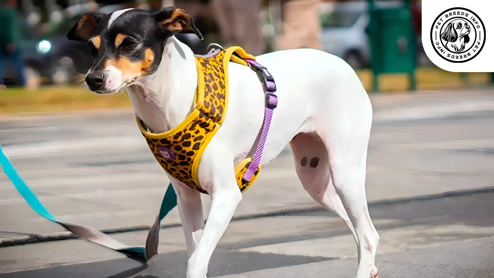 chilean-terrier