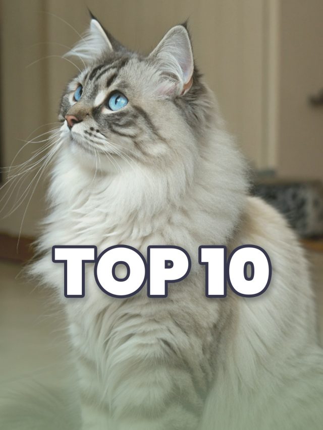 Top 10 Largest Cat Breeds