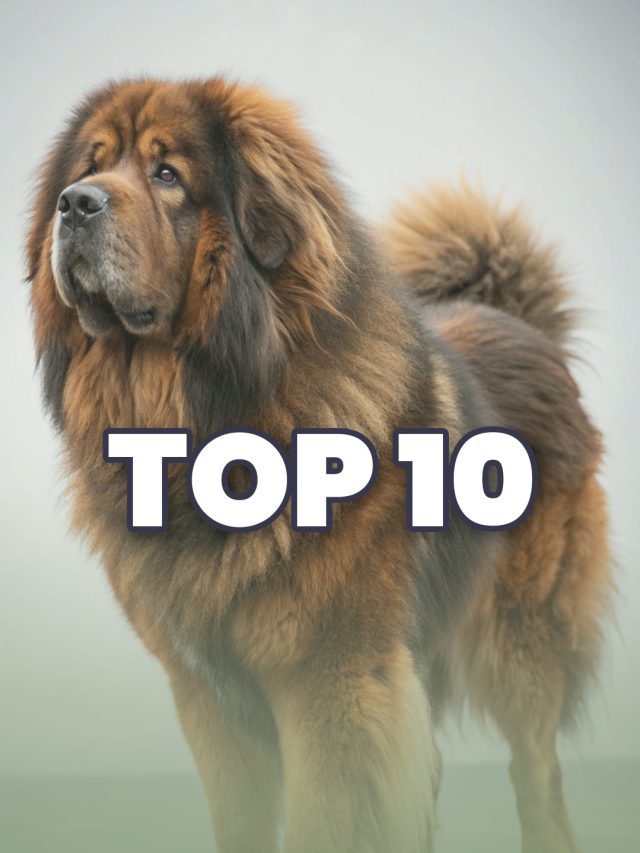 Top 10 Largest Dog Breeds