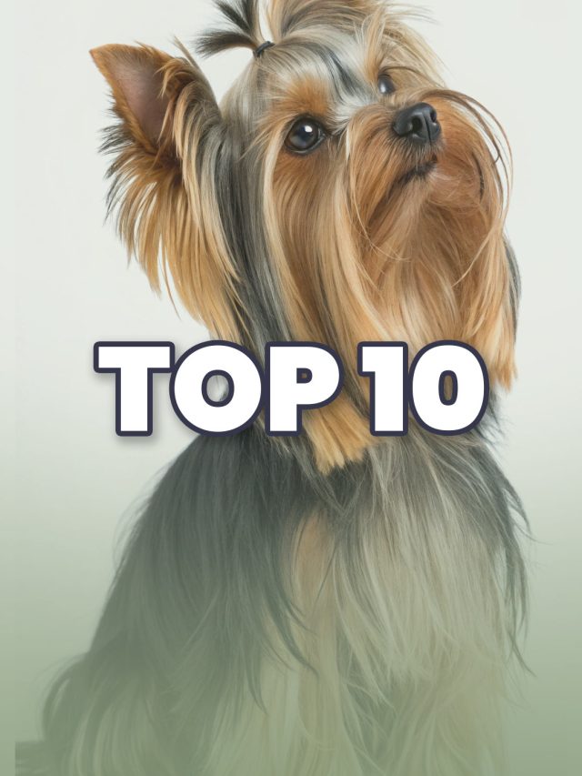 Top 10 Smallest Dog Breeds