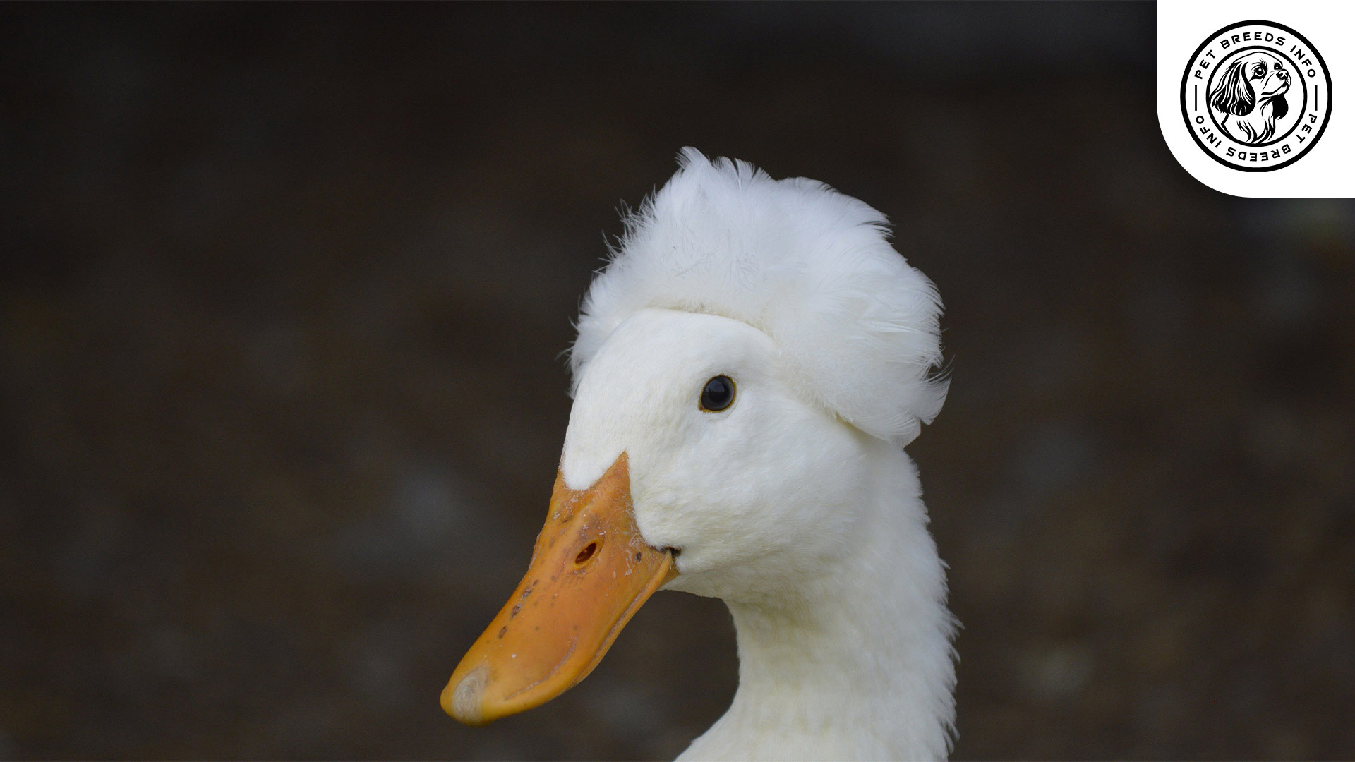 domestic-crested duck