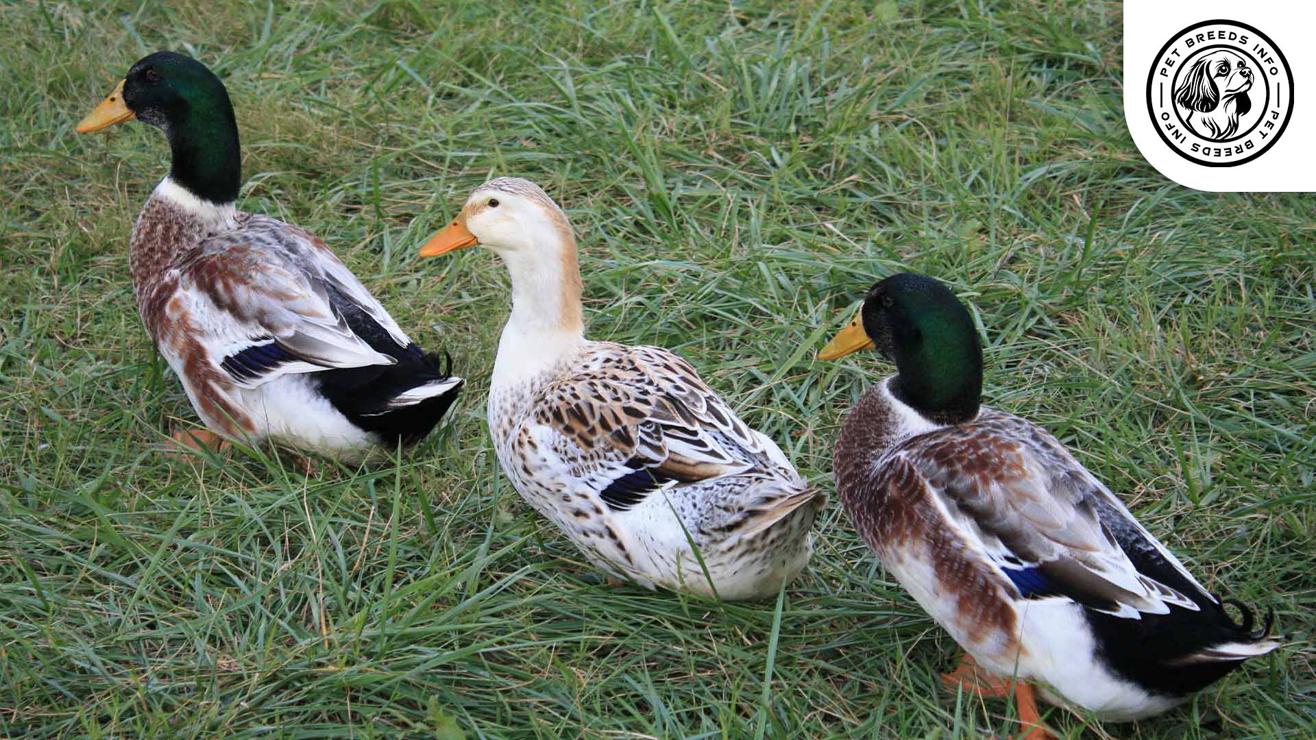 ducks silver appleyard