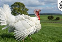 giant white turkey breed