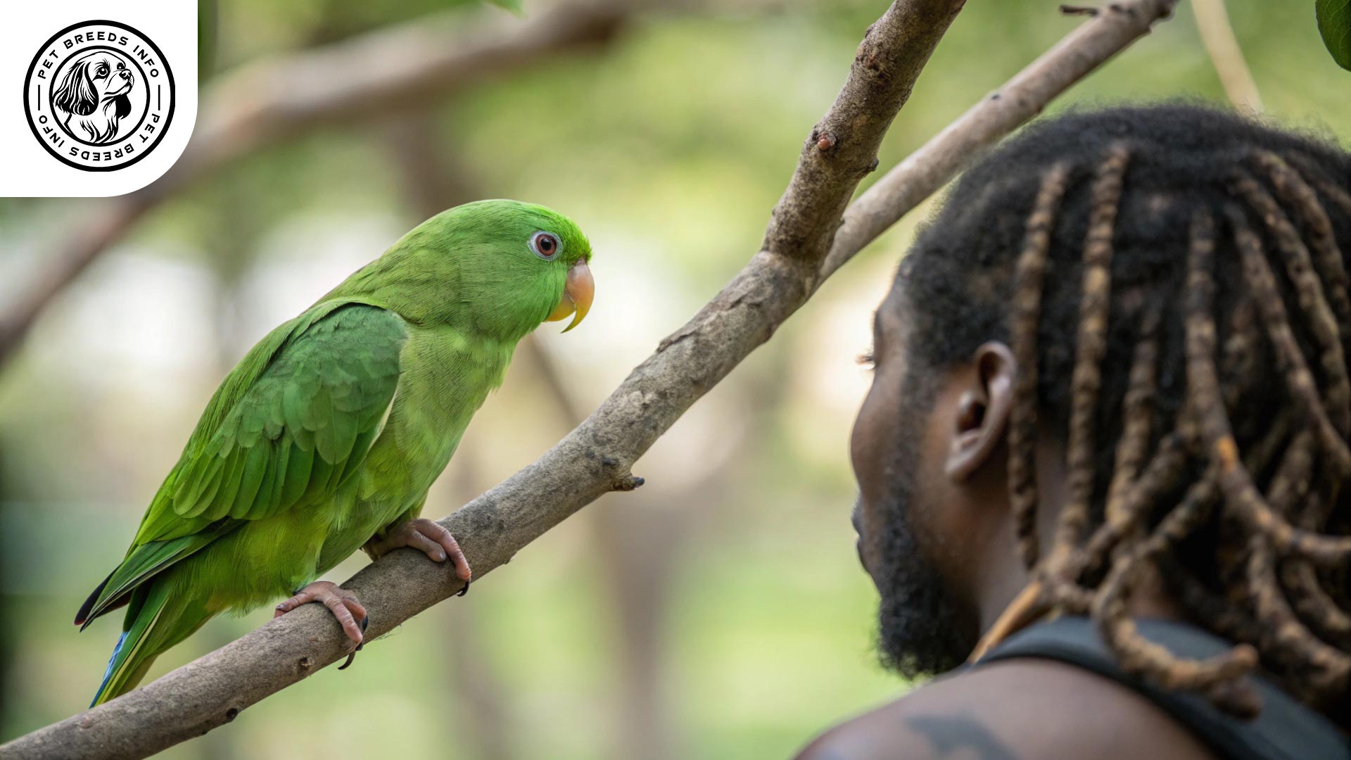 green rumped parrotlet Interaction