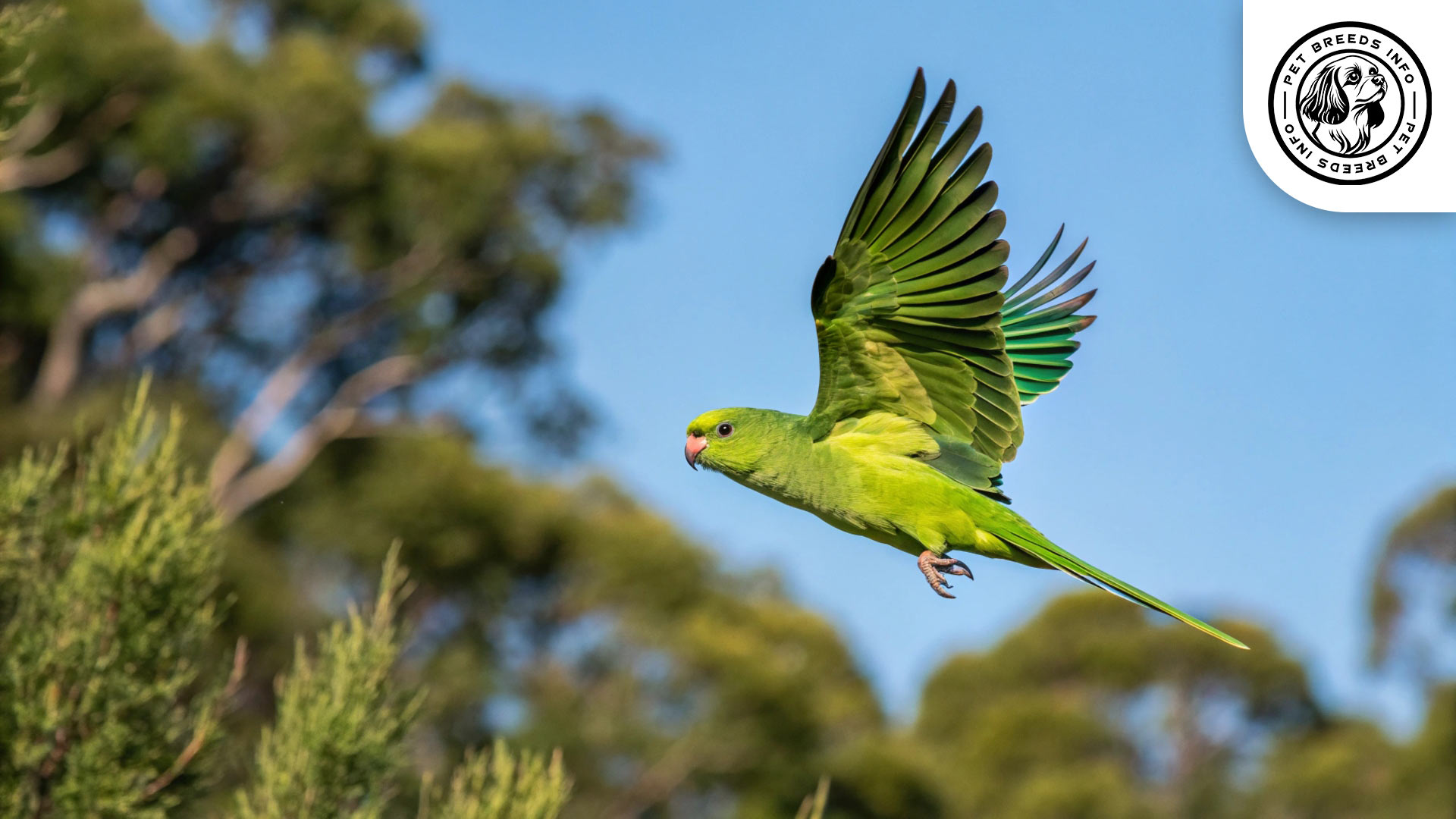 green rumped parrotlet Physical
