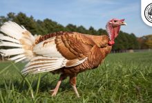 jersey buff turkey