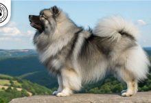 keeshond-dog-apperiance