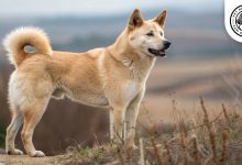 korean-jindo-dog