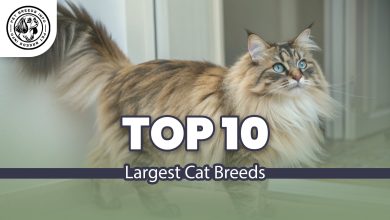 norwegian forest cat