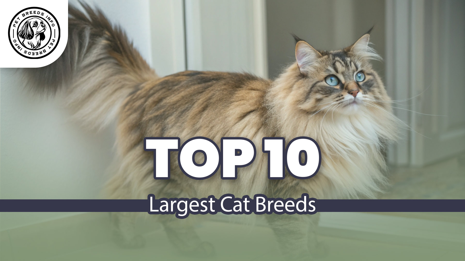 norwegian forest cat