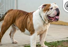 olde-english-bulldogge-apperiance