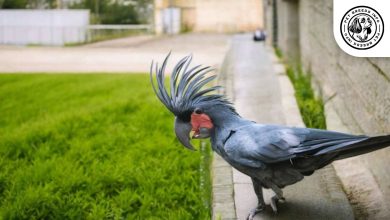 palm cockatoo appearance