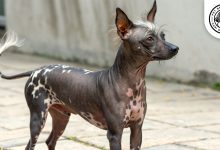 peruvian-inca-orchid-dog-apperiance