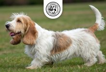 petit-basset-griffon vend en dog physical