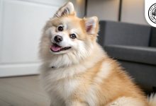 pomsky-dog
