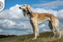 saluki dog Saluki (Persian Greyhound) Dog Breed: Size, Health, Price & Personality