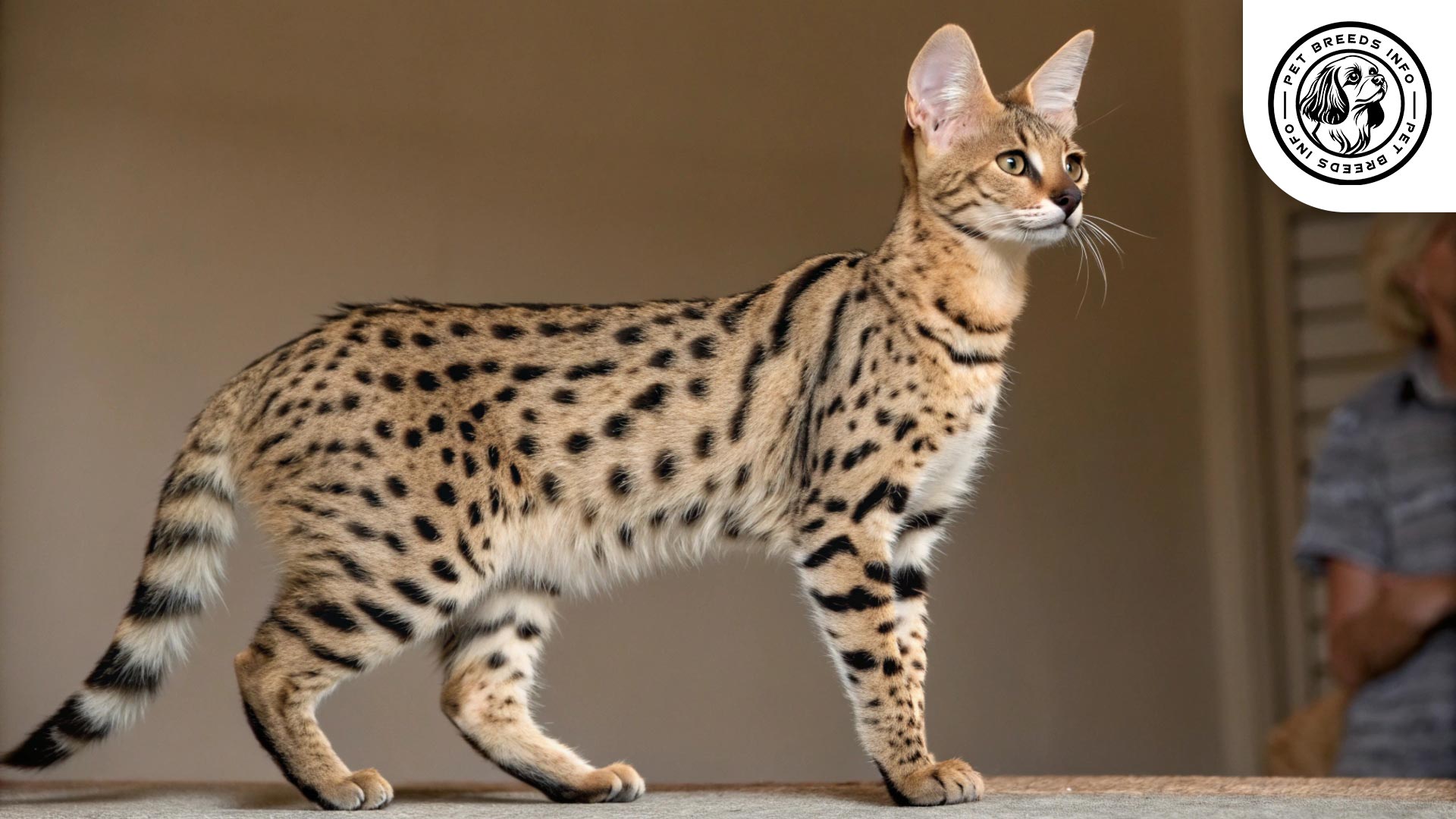 savannah cat breed Physical