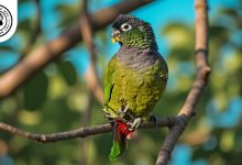 Scaly-headed Parrot