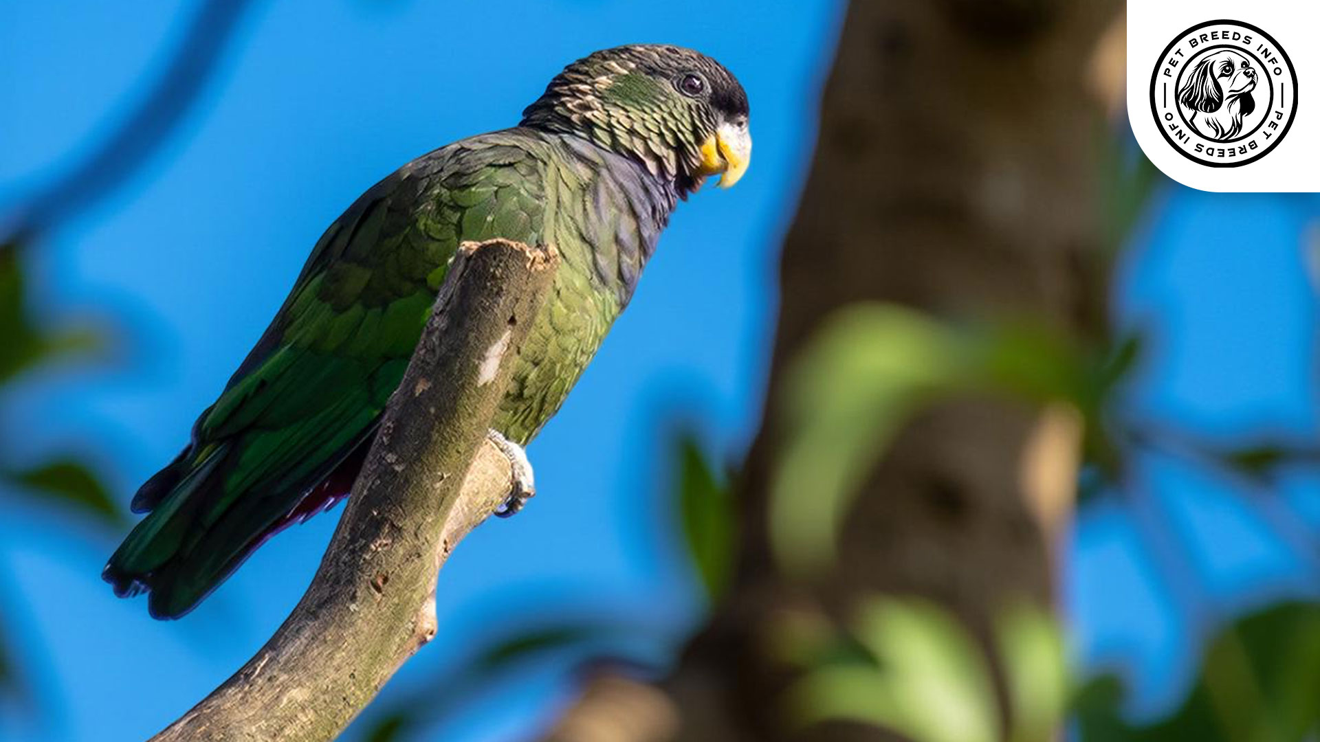 scaly headed parrot interaction