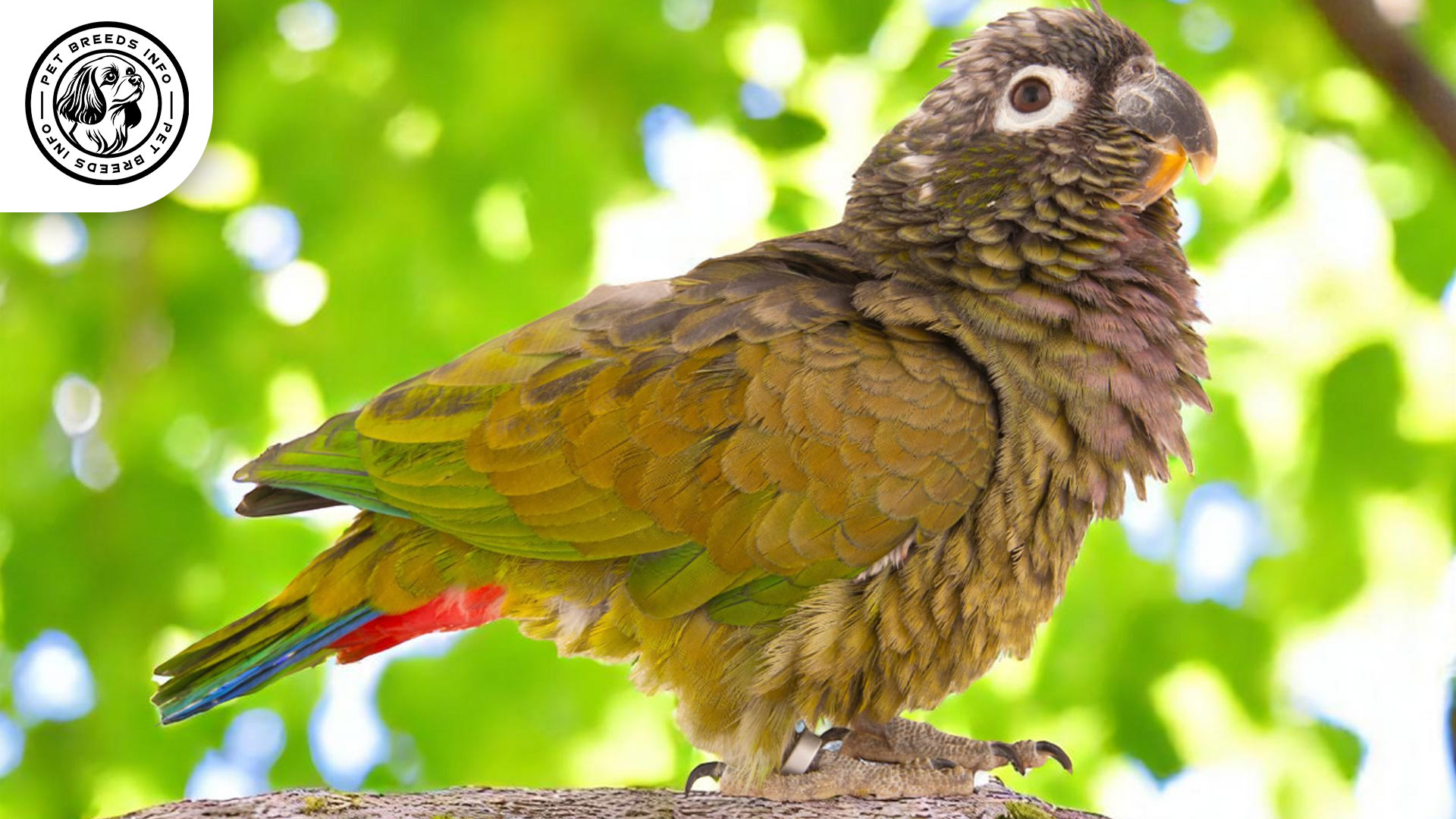 Scaly-headed parrot physical