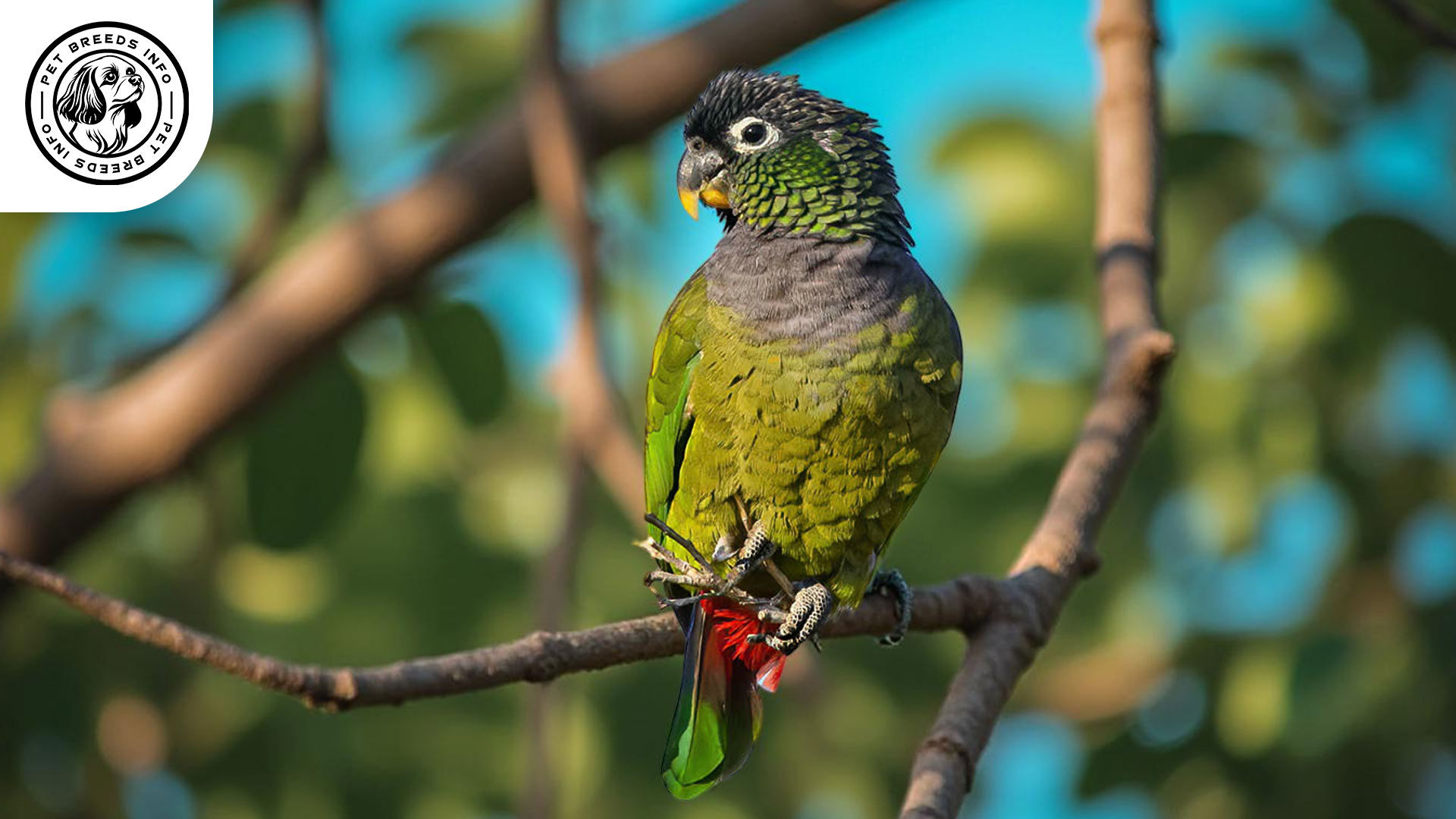 Scaly-headed Parrot