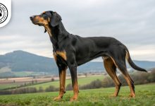 schweizer-laufhund-dog