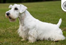 sealyham terrier dog