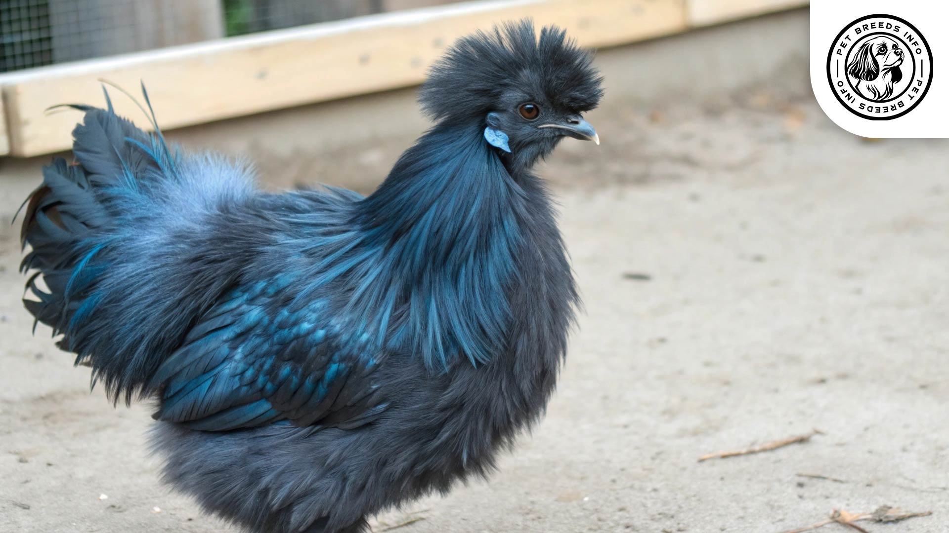 silkie chicken breed