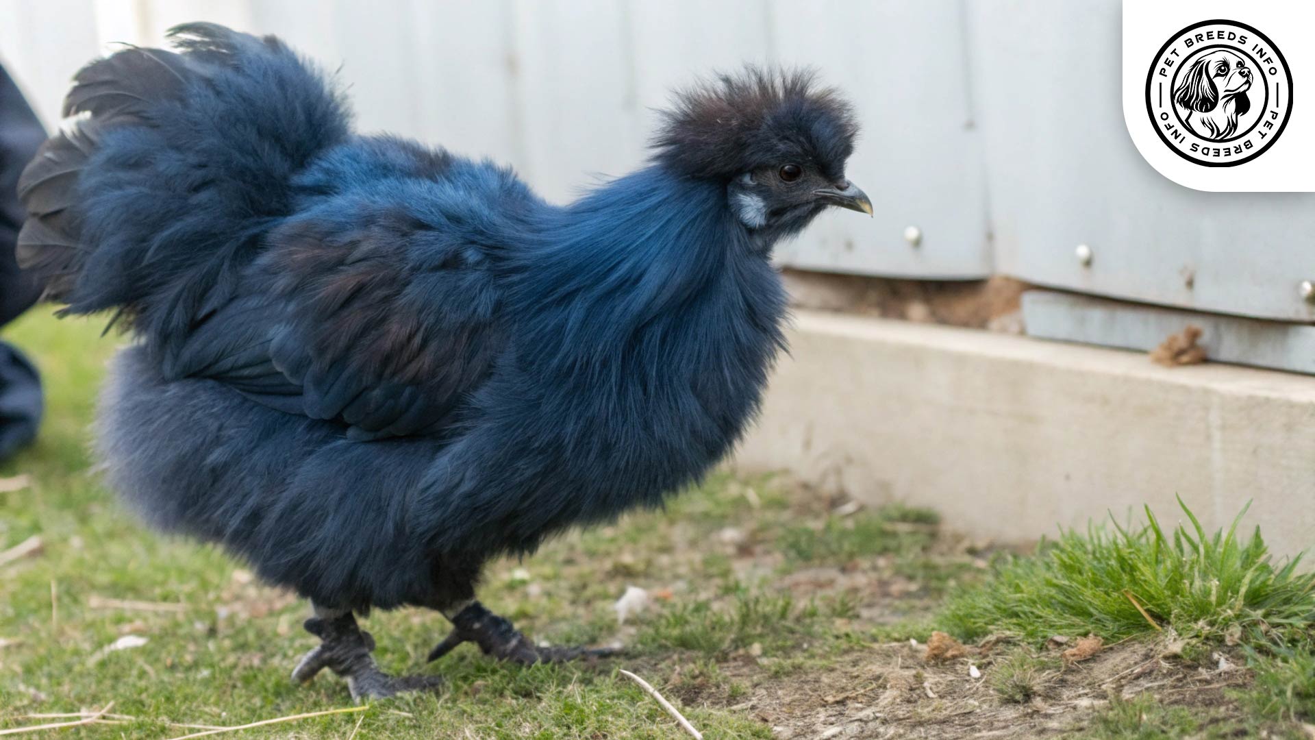 silkie chicken breed Interaction