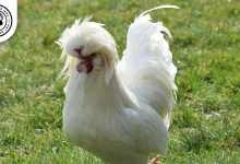 Sultan Chickens