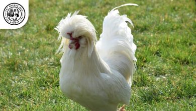 Sultan Chickens