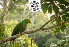 sumba eclectus
