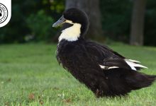 swedish duck