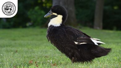 swedish duck