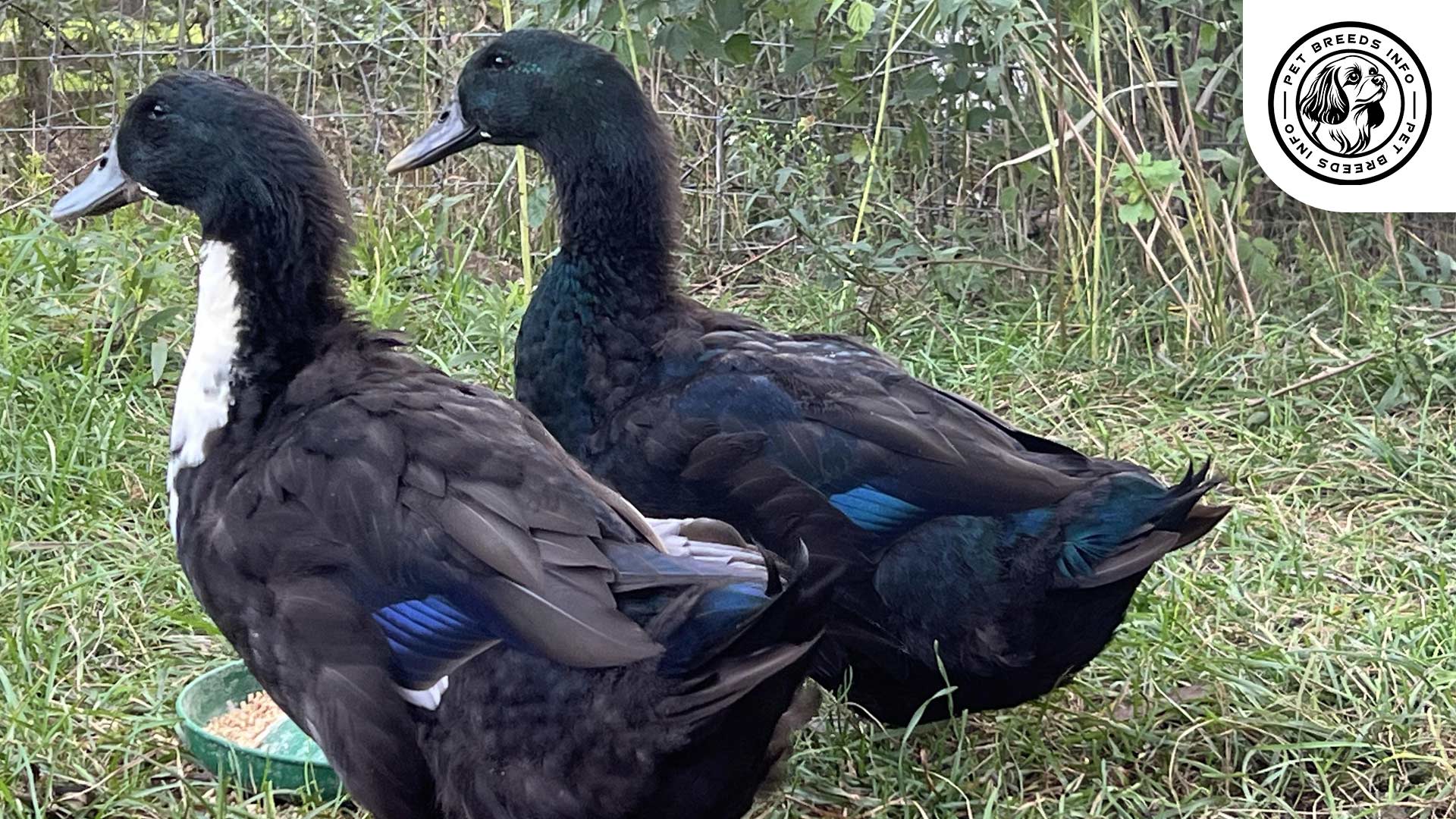 swedish duck diet