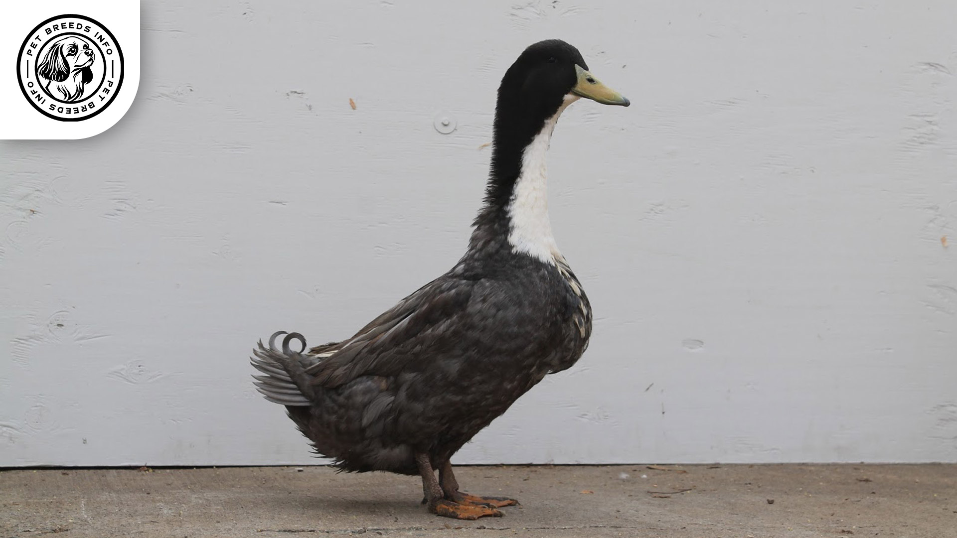 swedish duck interaction