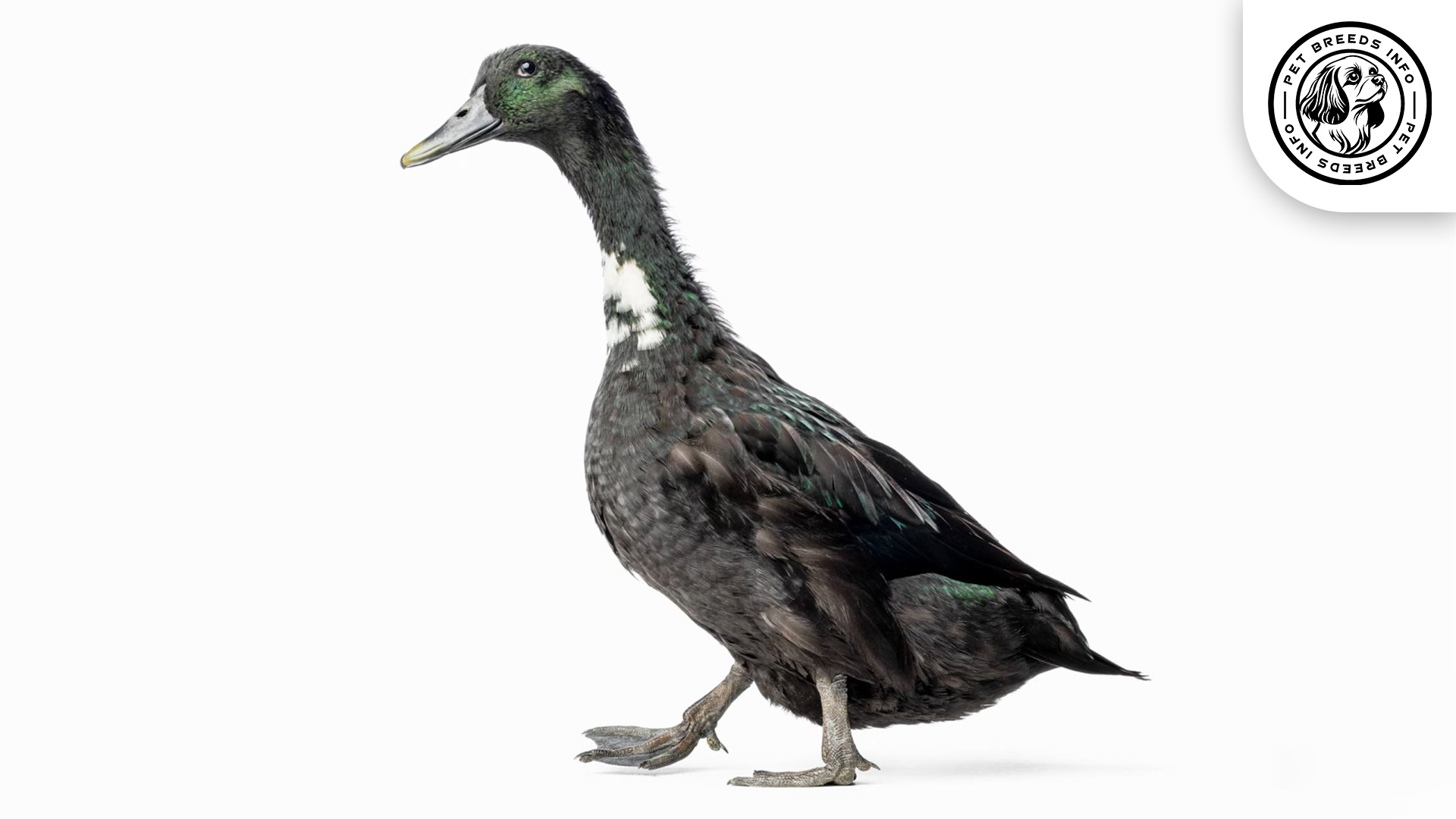swedish duck physical