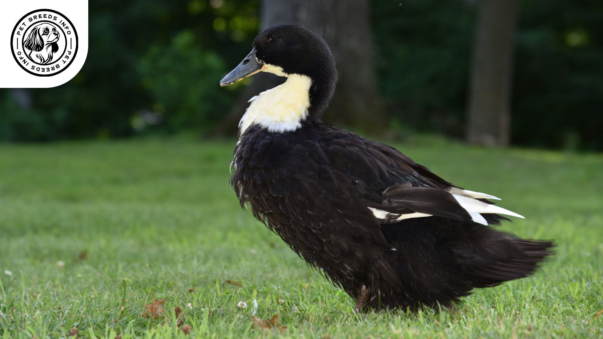 swedish duck