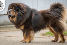 tibetan-mastiff-dogbreed