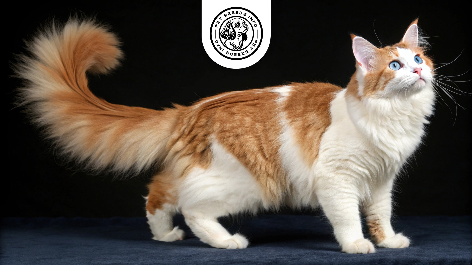 turkish van cat physical