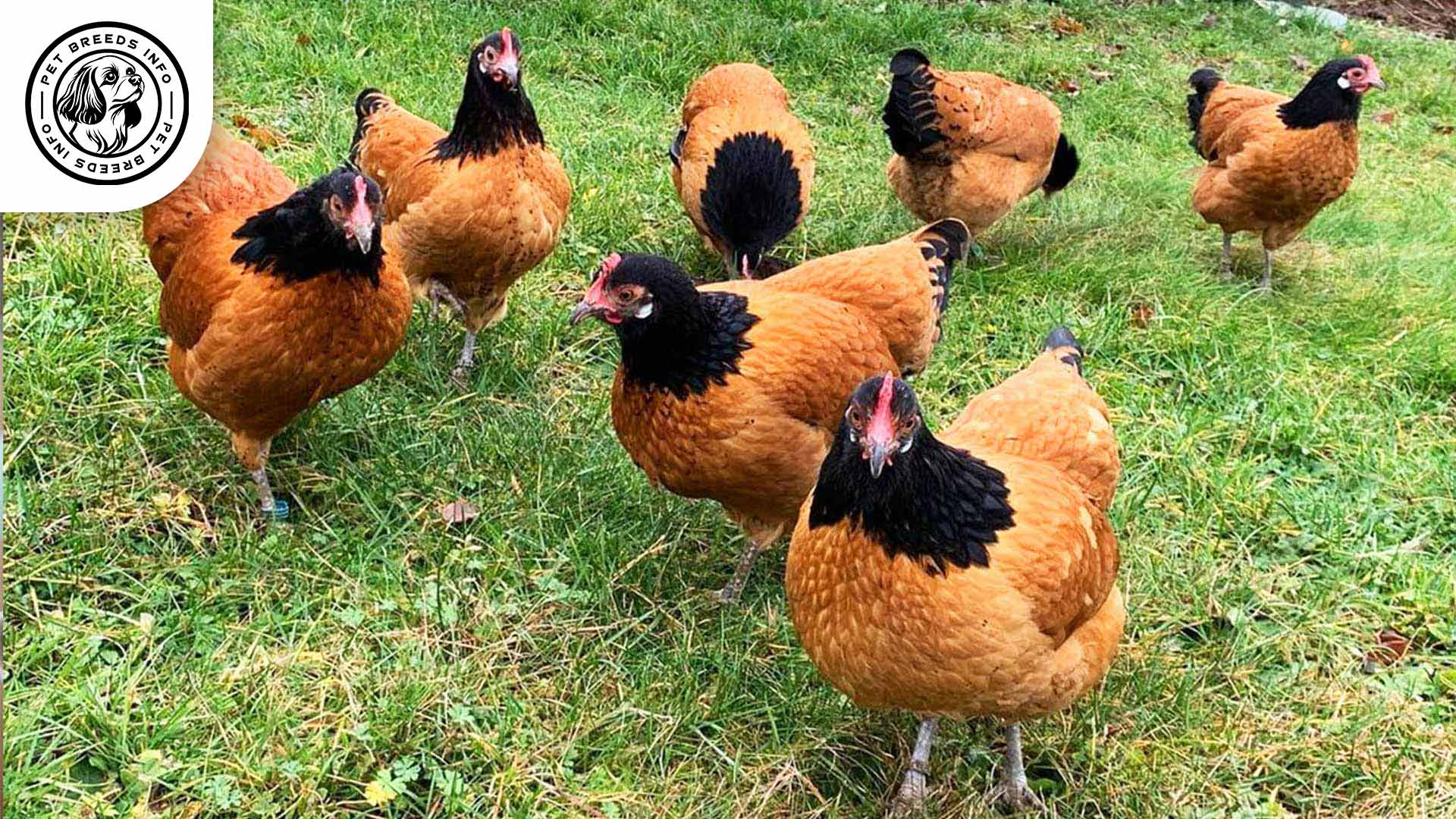vorwerk chicken Interaction