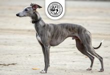 whippet-dog