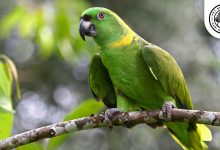 yellow napped parrot amazona