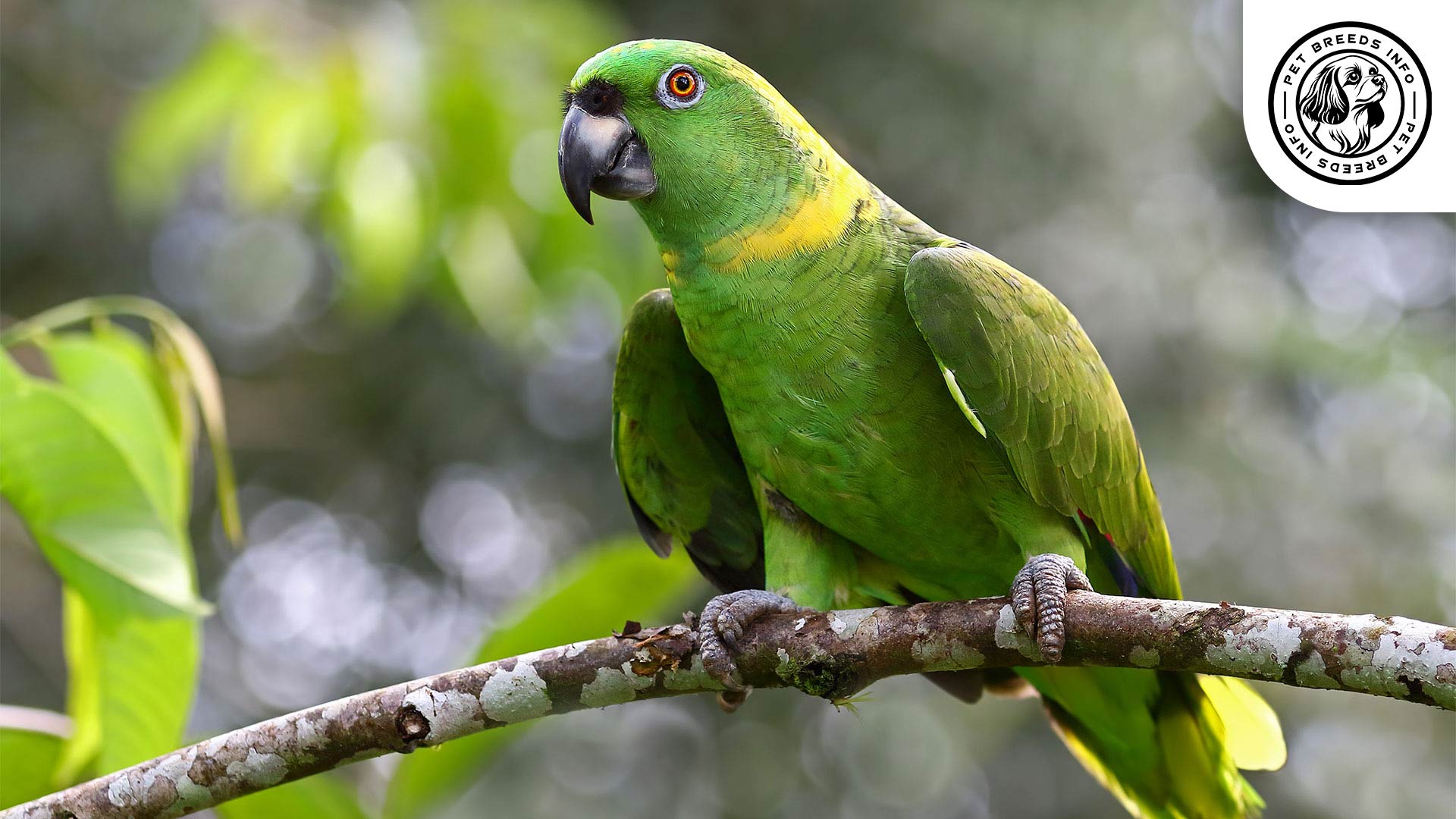 yellow napped parrot amazona